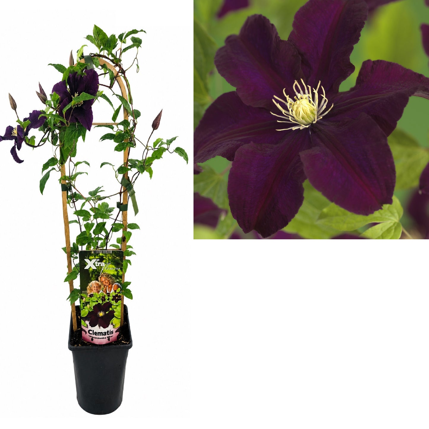 Clematis Warszawska Nike 75cm 17cm Pot