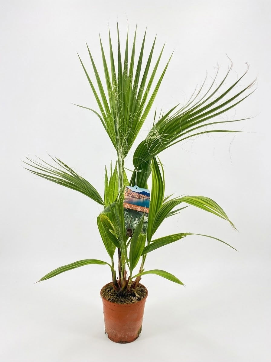 Washingtonia robusta 90cm 14cm Pot