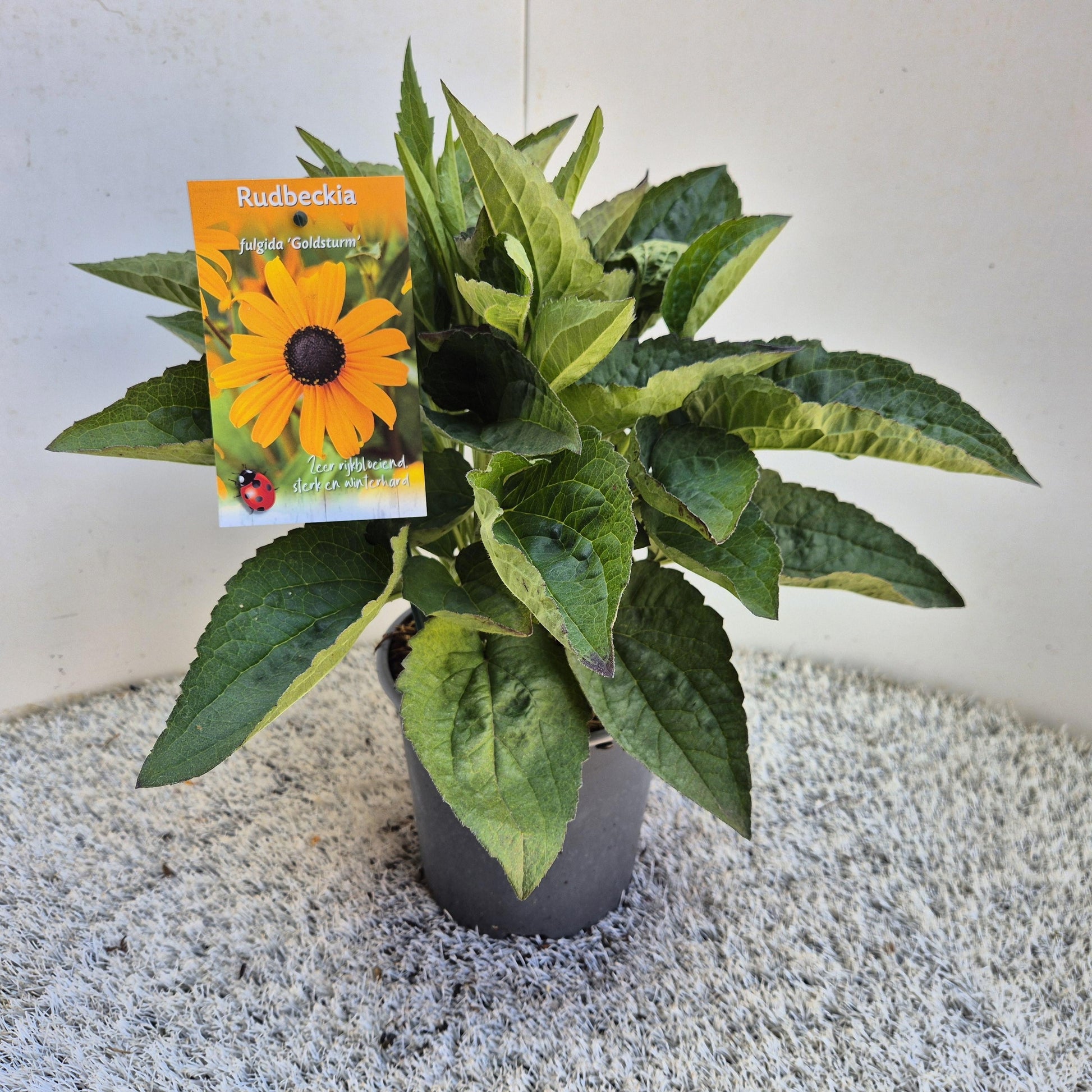 Rudbeckia fulgida Goldsturm 30cm 17cm Pot