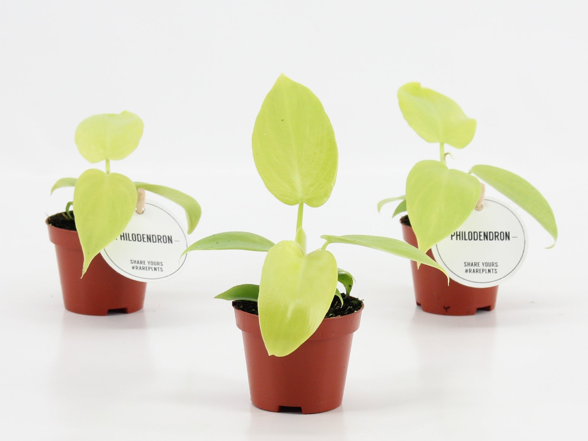 Philodendron Golden Violin 15cm 6cm Pot