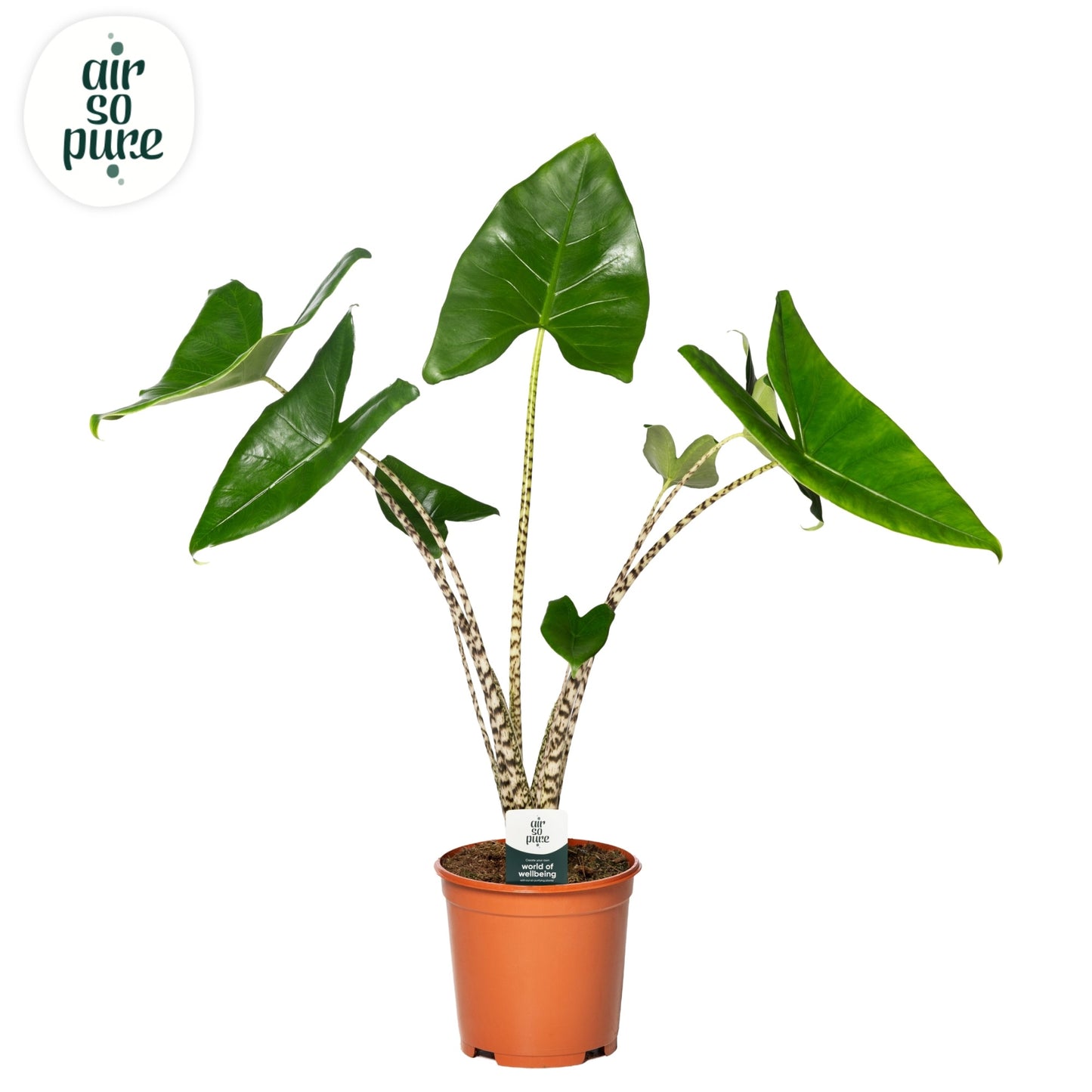 Alocasia Zebrina 75cm 21cm Pot