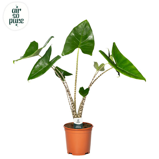 Alocasia Zebrina 75cm 21cm Pot