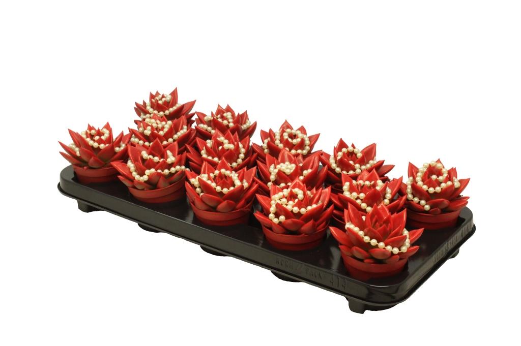 Echeveria colored red 11cm 8.5cm Pot