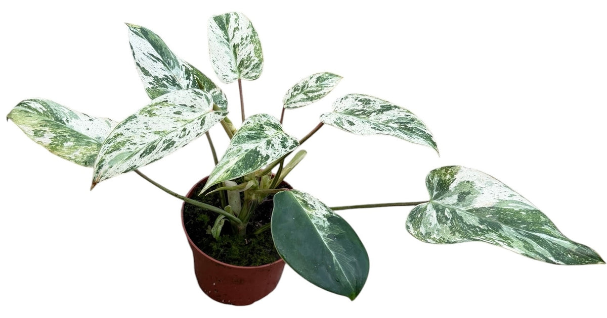 Philodendron scandens 25cm 10.5cm Pot
