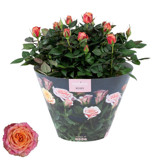 Nolina Kwekerijen Rose Patiohit orange Pack of 2