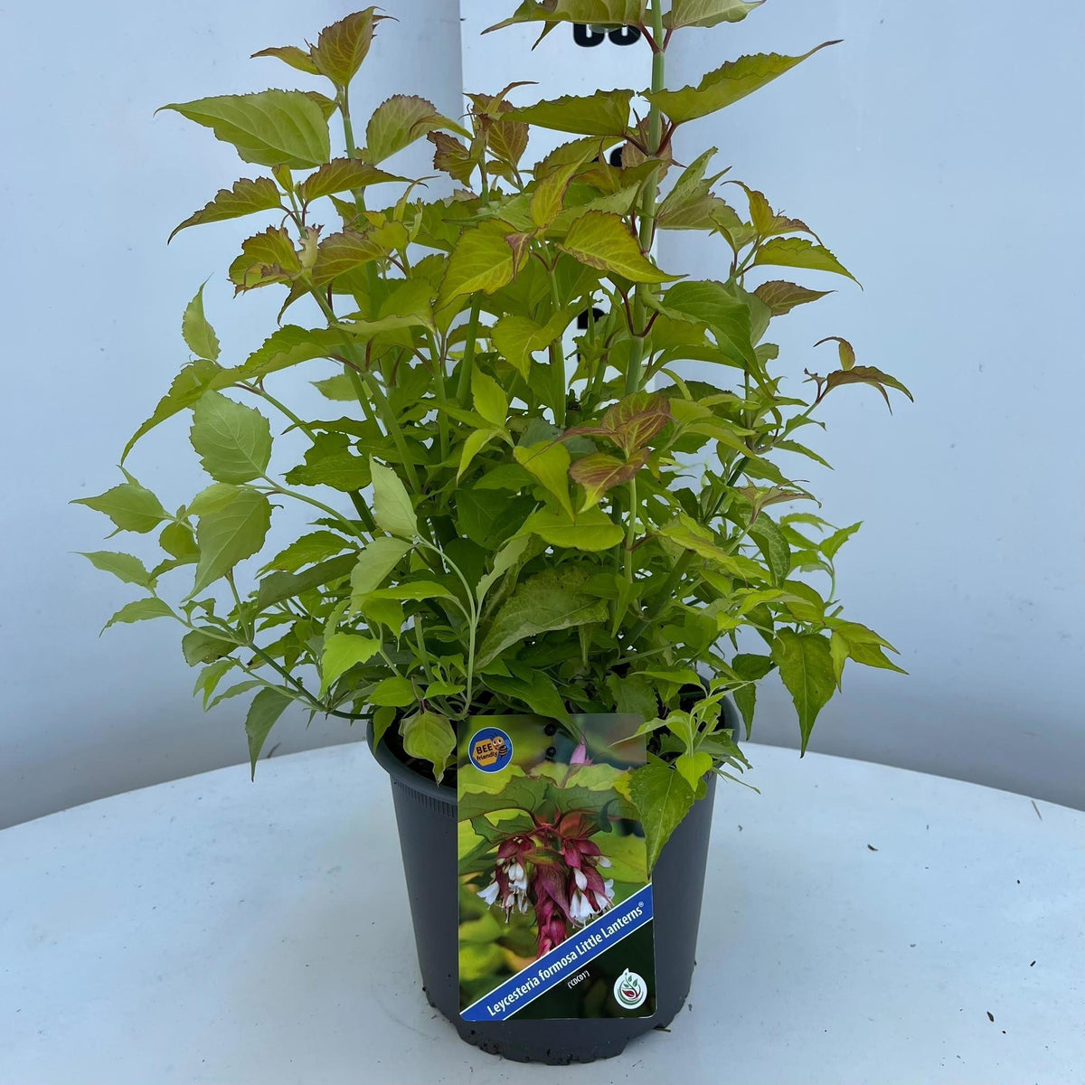 Leycesteria for. Little Lanterns 55cm 19cm Pot