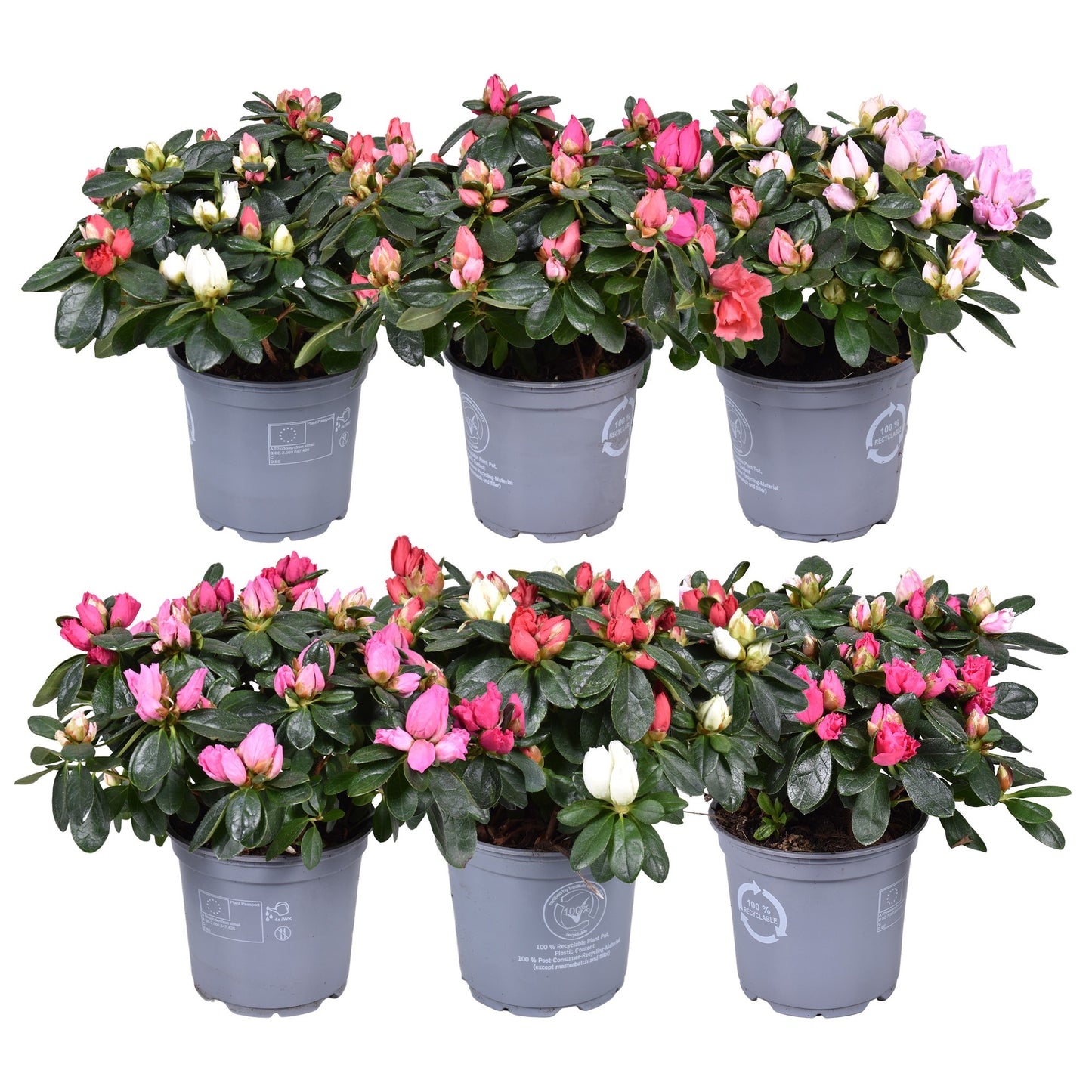 Rhododendron Bloombux 25cm 12cm Pot