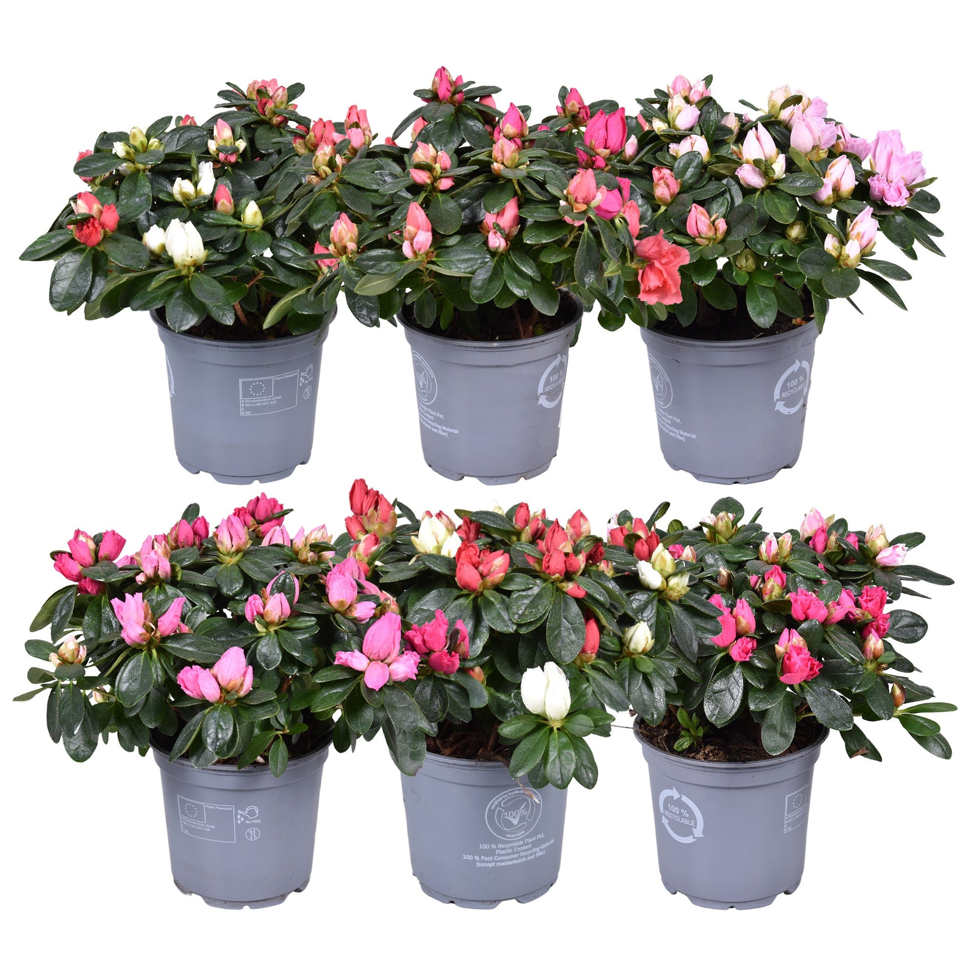 Rhododendron Bloombux 25cm 12cm Pot