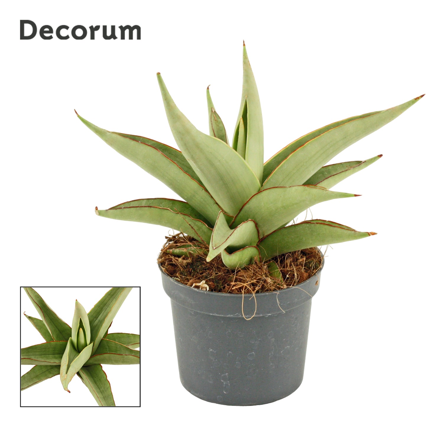 Duijn-Hove BV, kwekerij Sansevieria Pack of 9