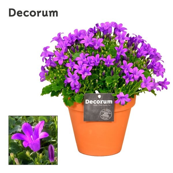 Campanula Porto 22cm 13cm Pot