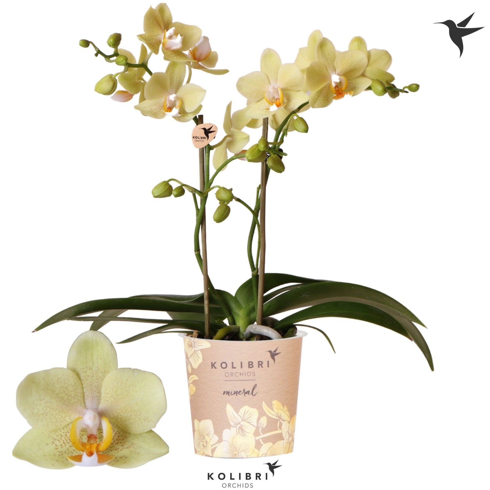 Phalaenopsis mf. Livorno 40cm 9cm Pot