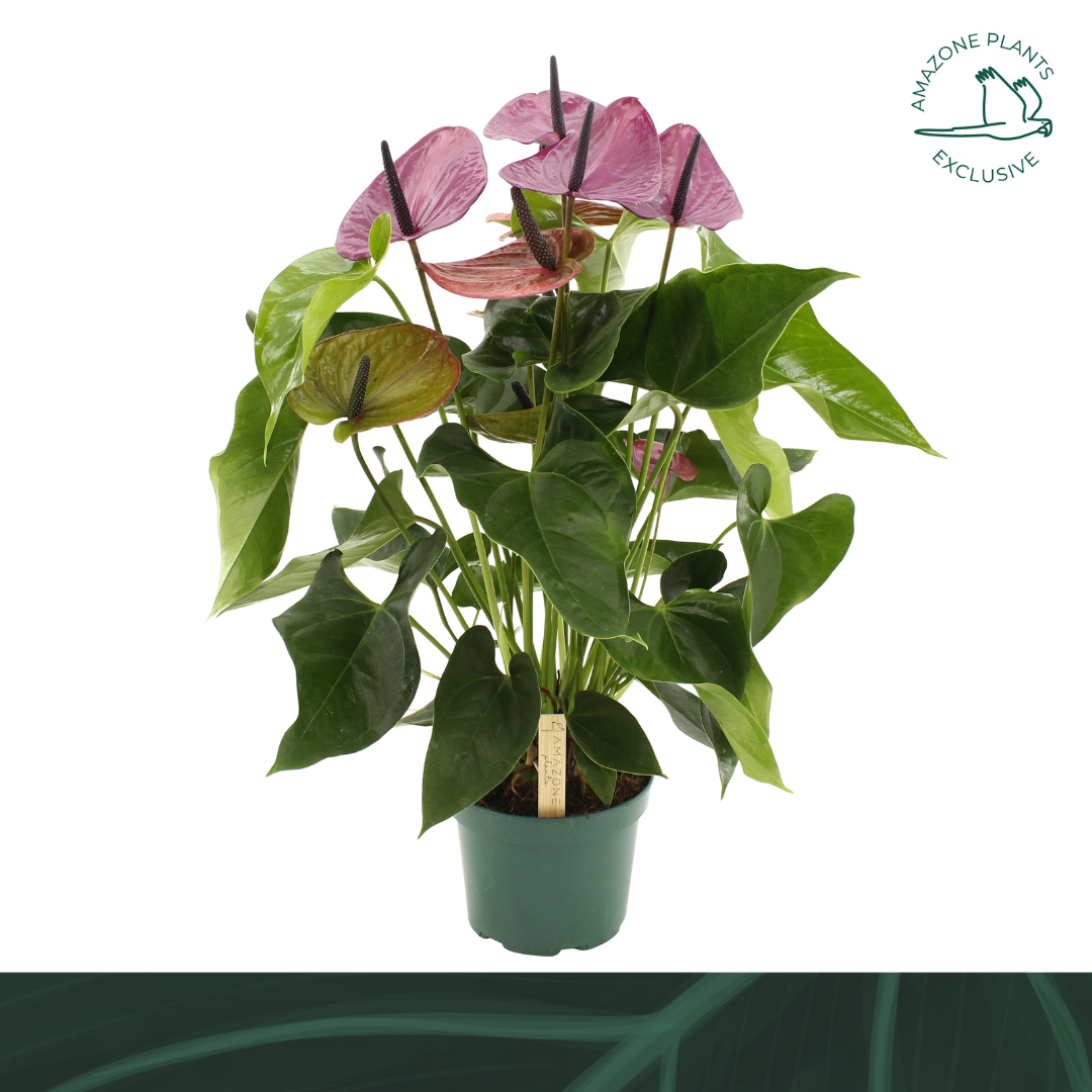 Anthurium Louisiana 65cm 17cm Pot