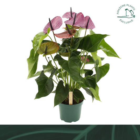 Anthurium Louisiana 65cm 17cm Pot