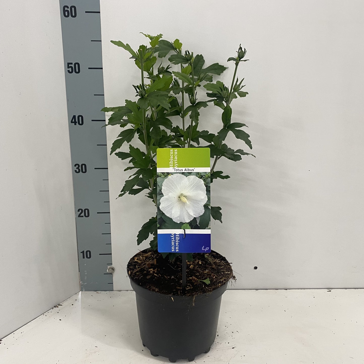 About Plants Zundert BV Hibiscus syriacus Totus Albus Pack of 1