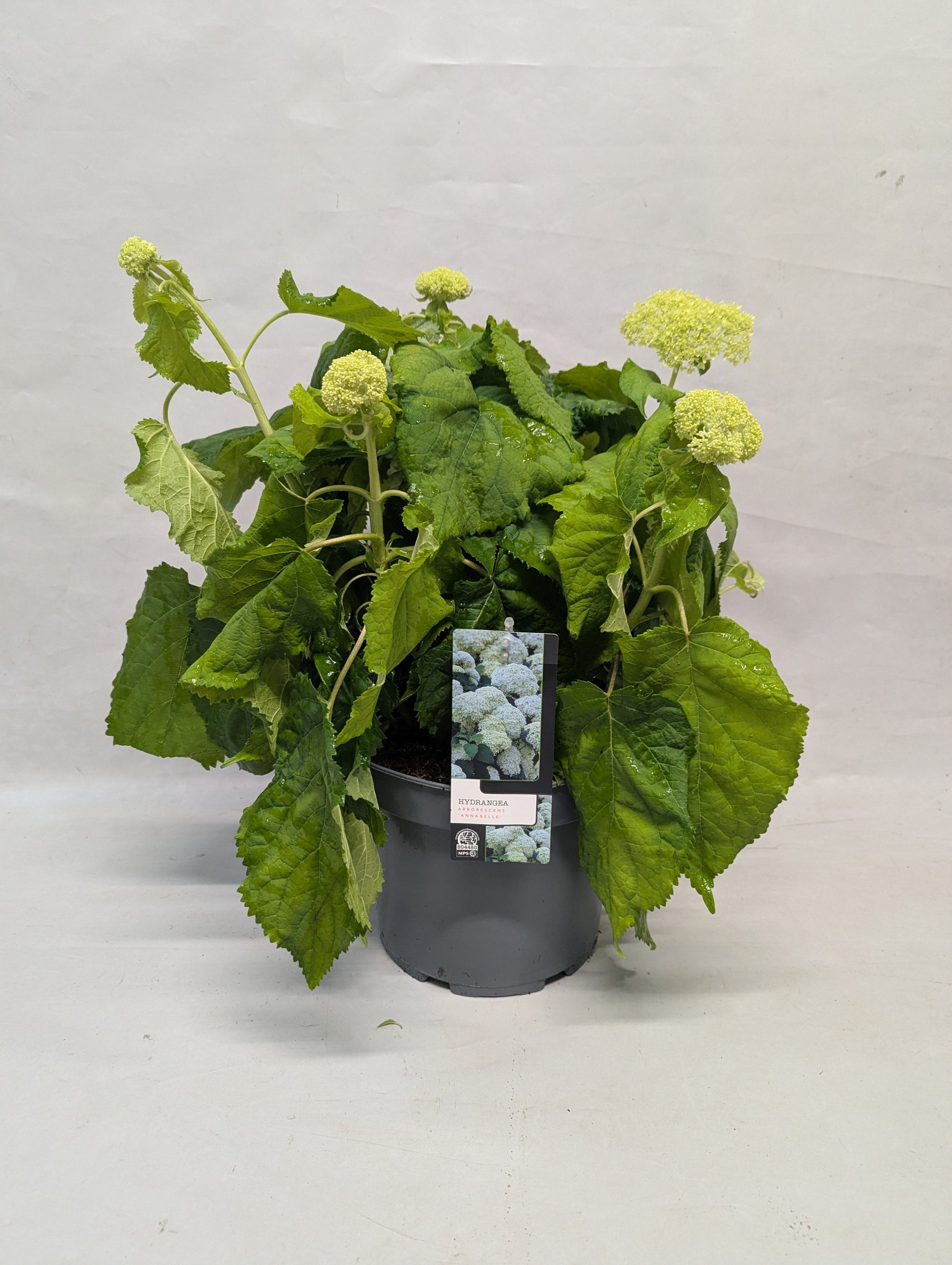 Hydrangea arborescens mix 40cm 23cm Pot