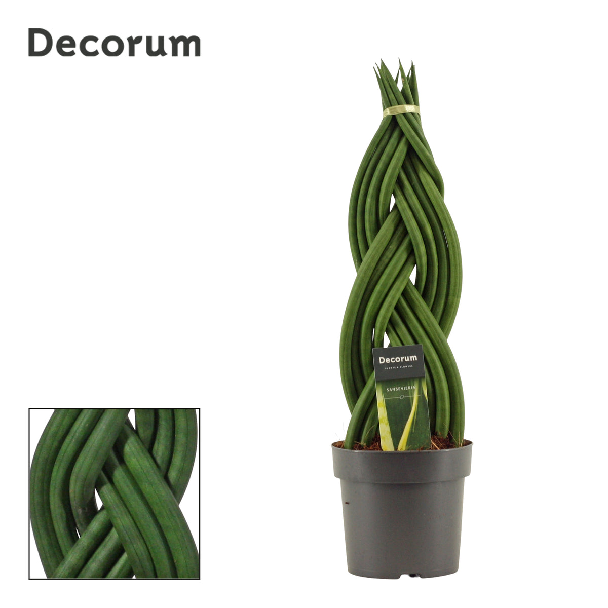 Sansevieria cylindrica 50cm 14cm Pot