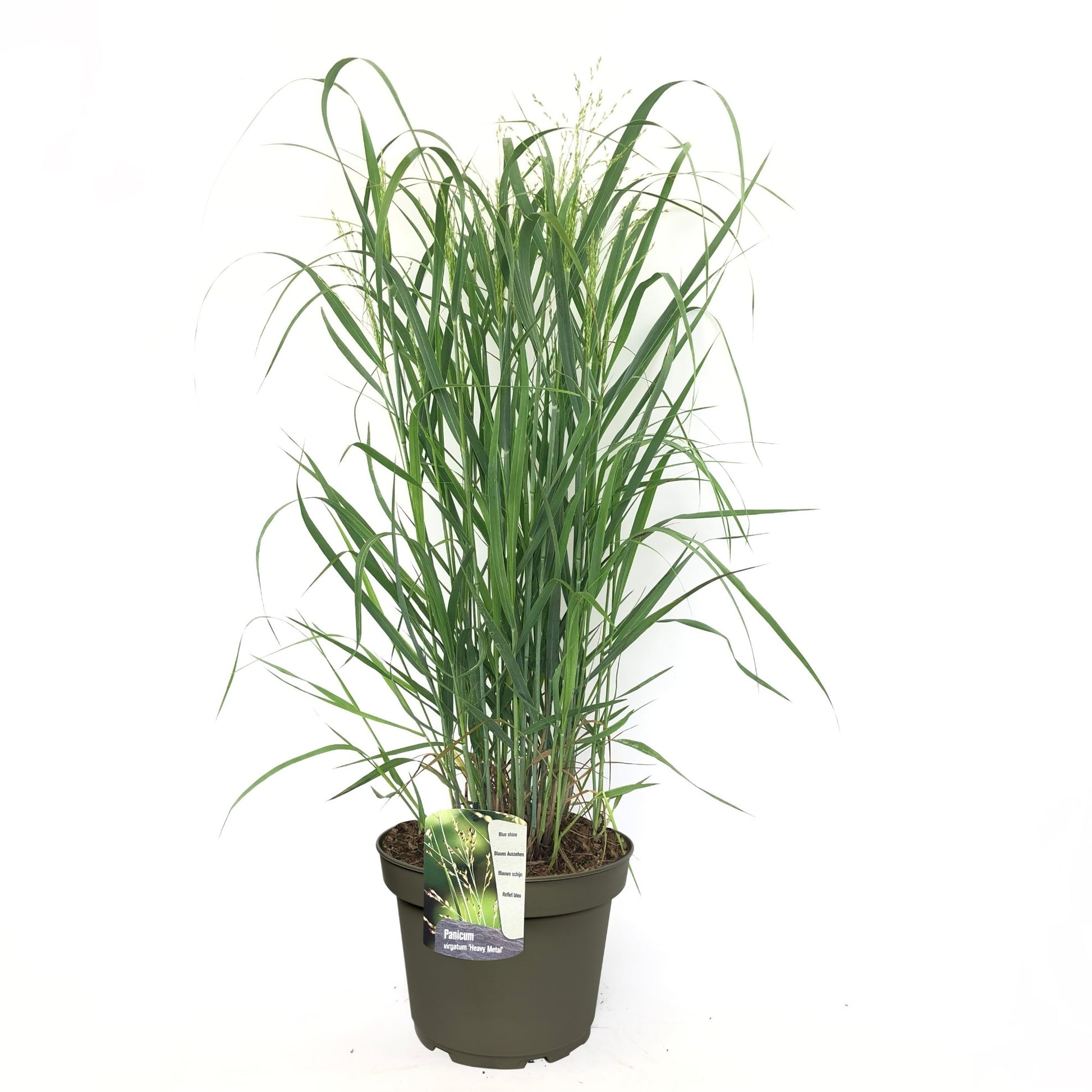 Panicum Heavy Metal 70cm 23cm Pot