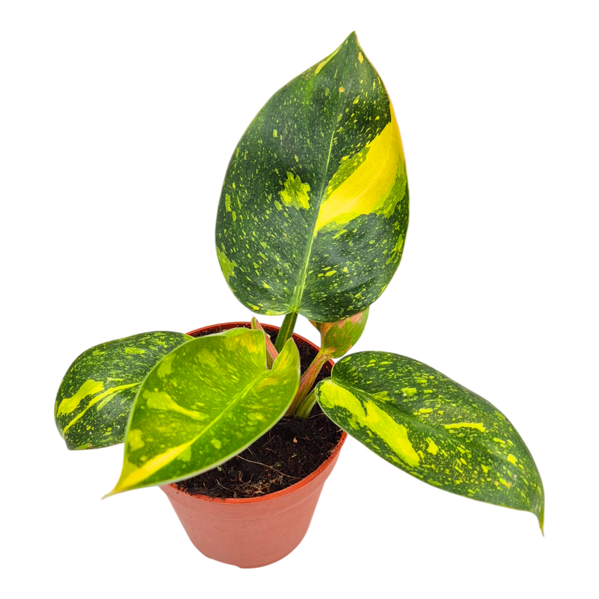Philodendron scandens 15cm 9cm Pot