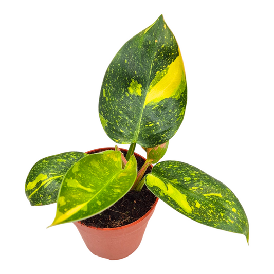 Philodendron scandens 15cm 9cm Pot