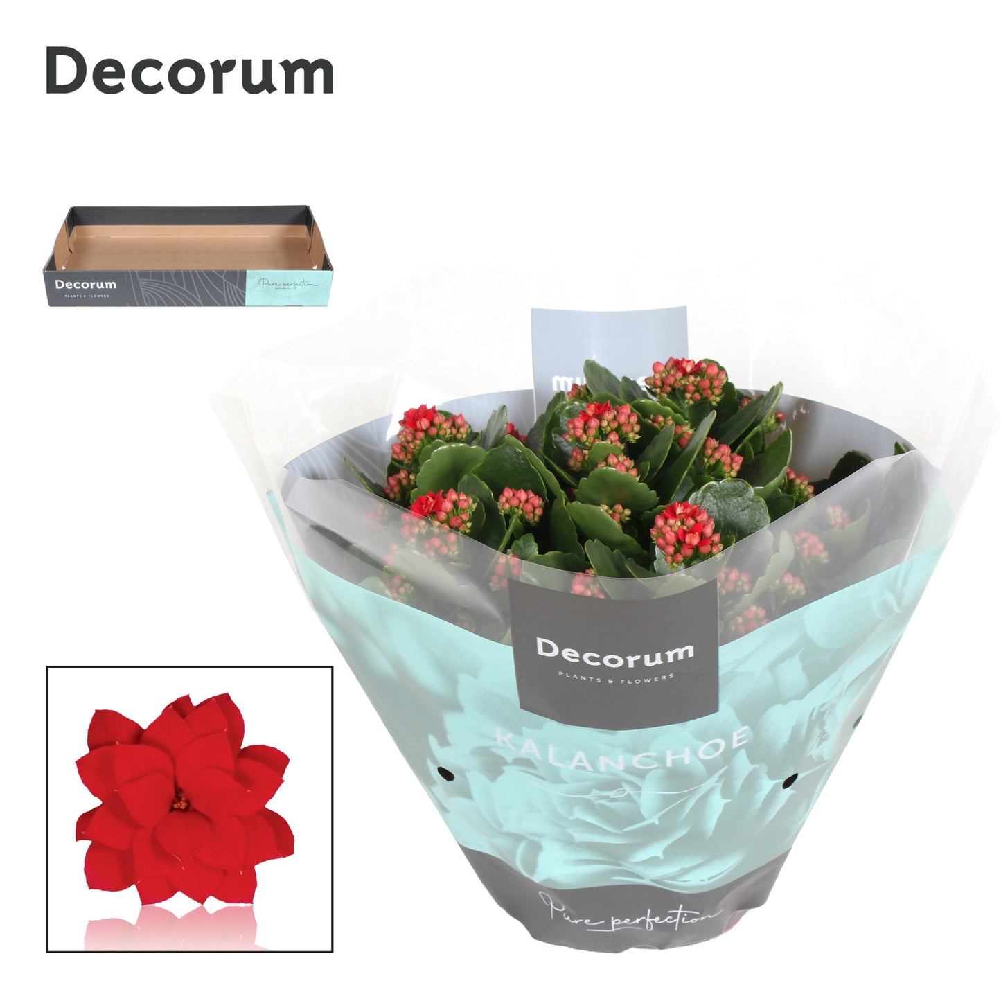 Kalanchoe red decorum 28cm 23cm Pot