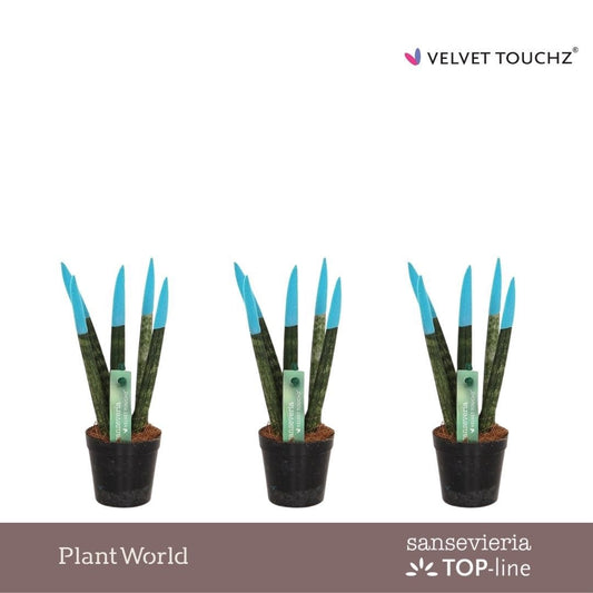 Sansevieria cylindrica 18cm 6cm Pot