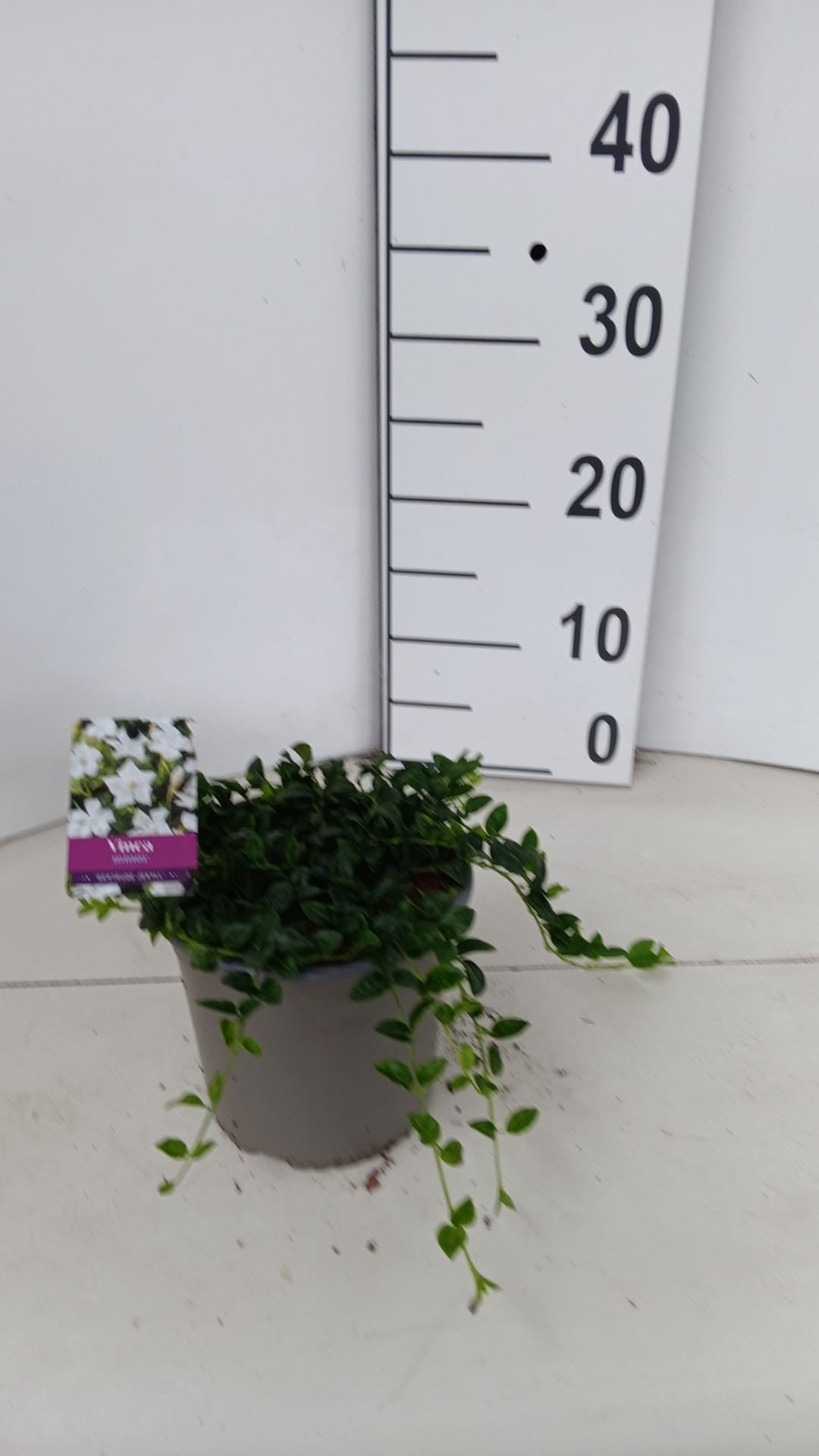 About Plants Zundert BV Vinca minor mix Pack of 1