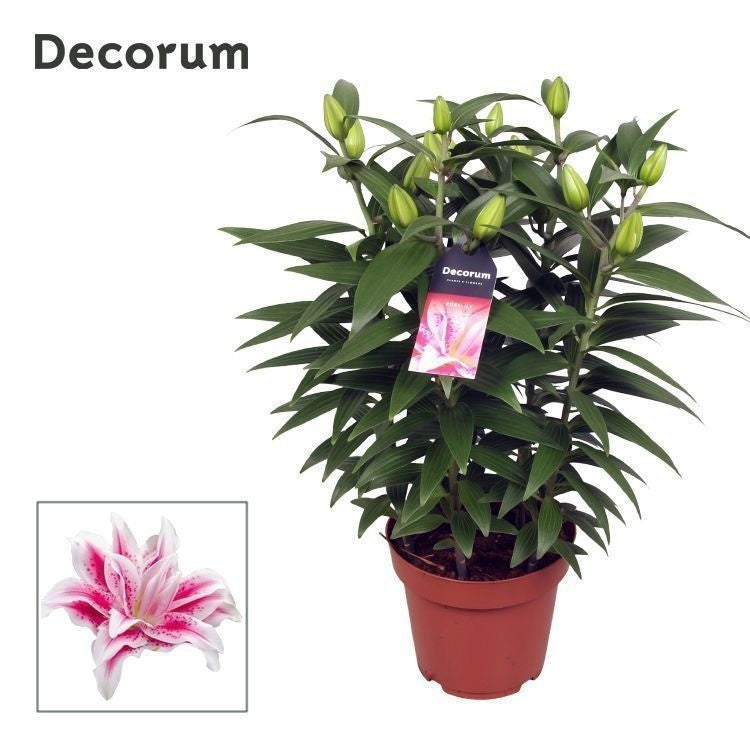 Lilium Roselily Nowa 55cm 19cm Pot