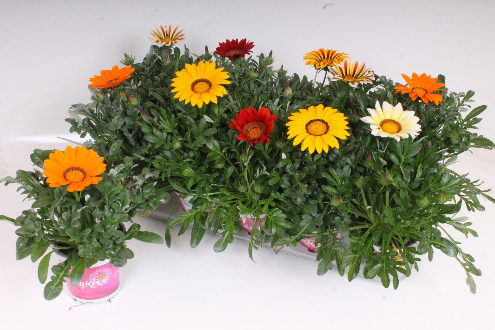 Gazania Big Kiss mix 32cm 12cm Pot
