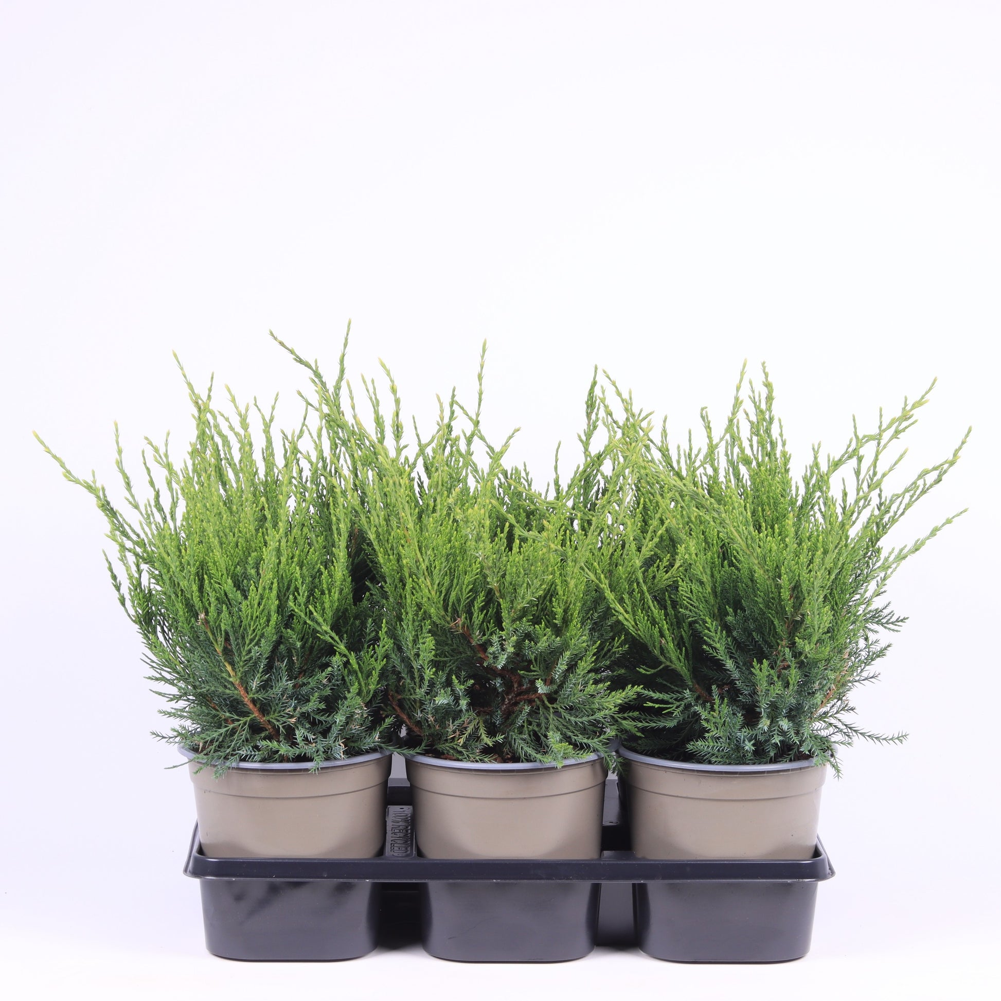Juniperus Mint Julep 30cm 15cm Pot