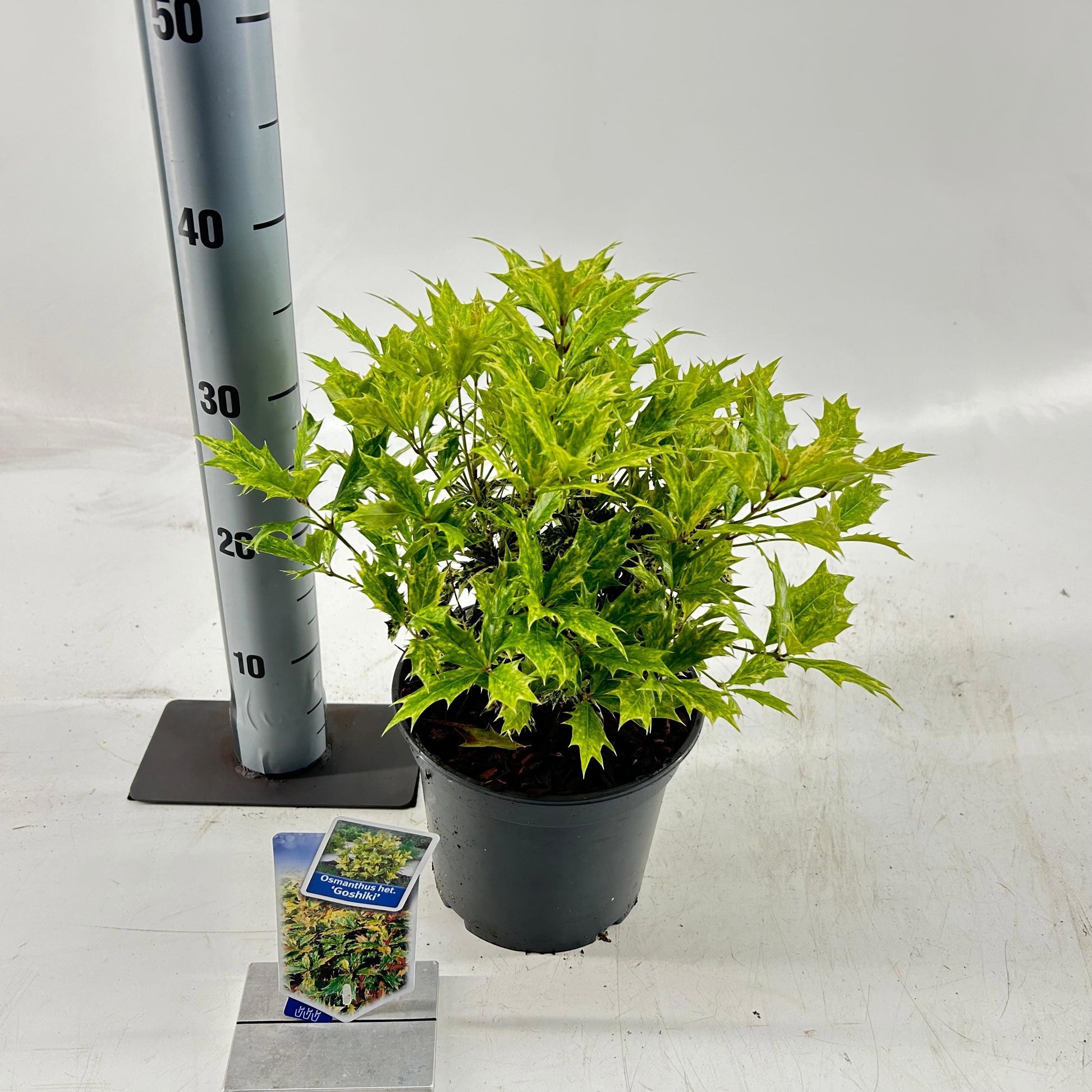 Osmanthus Goshiki 20cm 19cm Pot