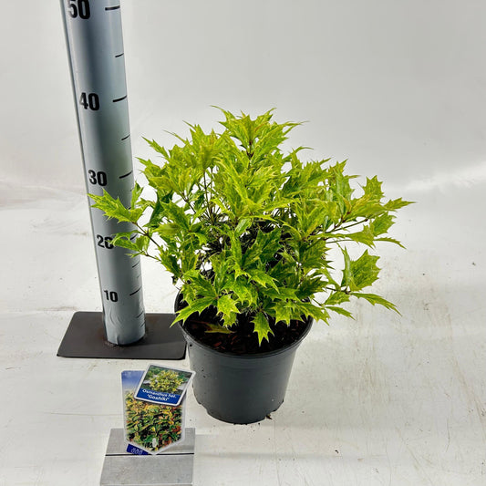 Osmanthus Goshiki 20cm 19cm Pot