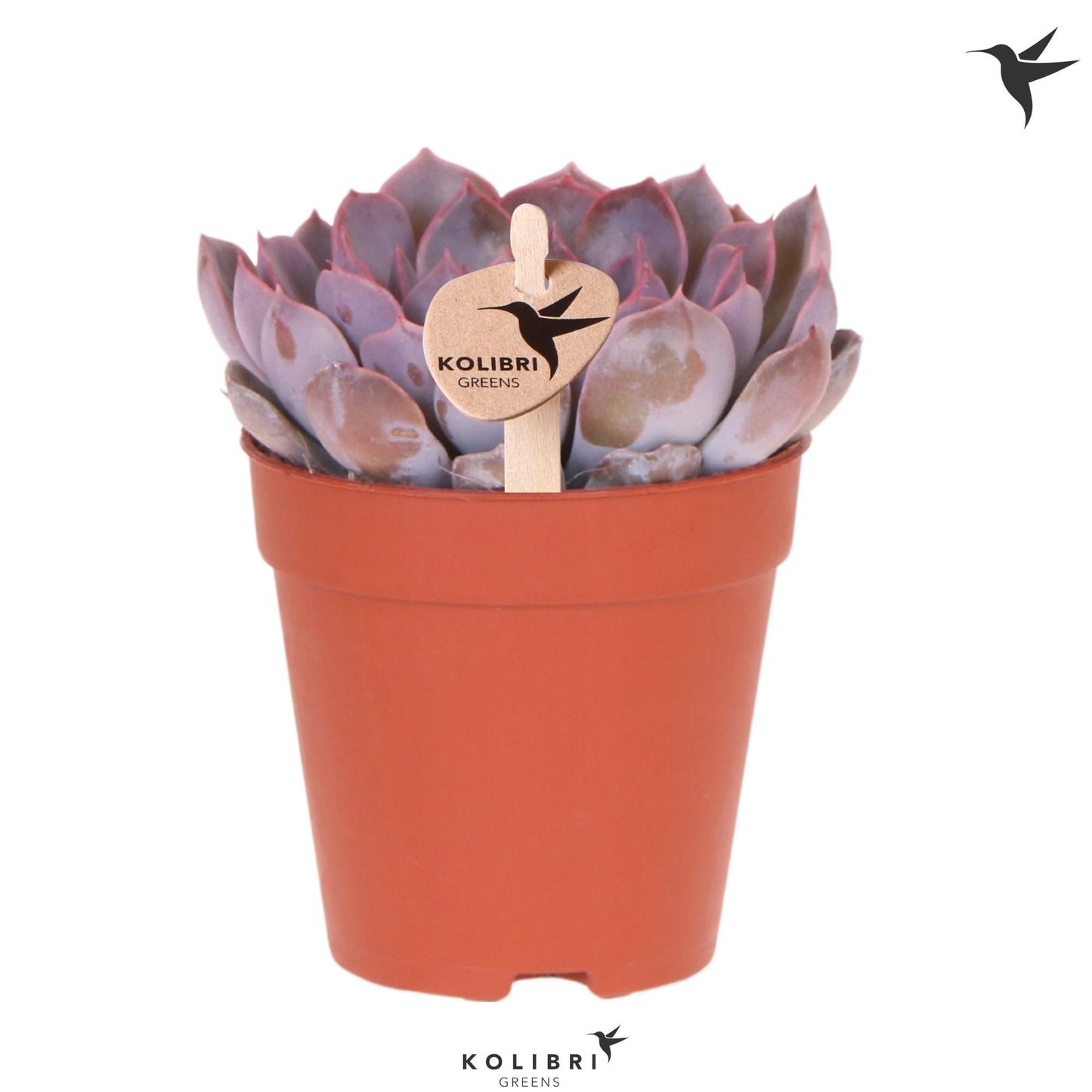 OK Plant Echeveria Summer Pack of 12