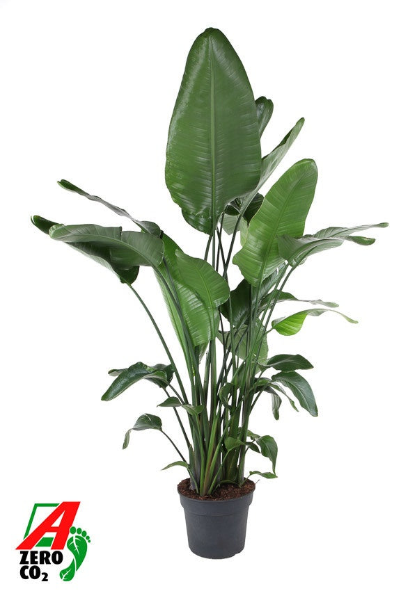 Strelitzia nicolai 220cm 40cm Pot