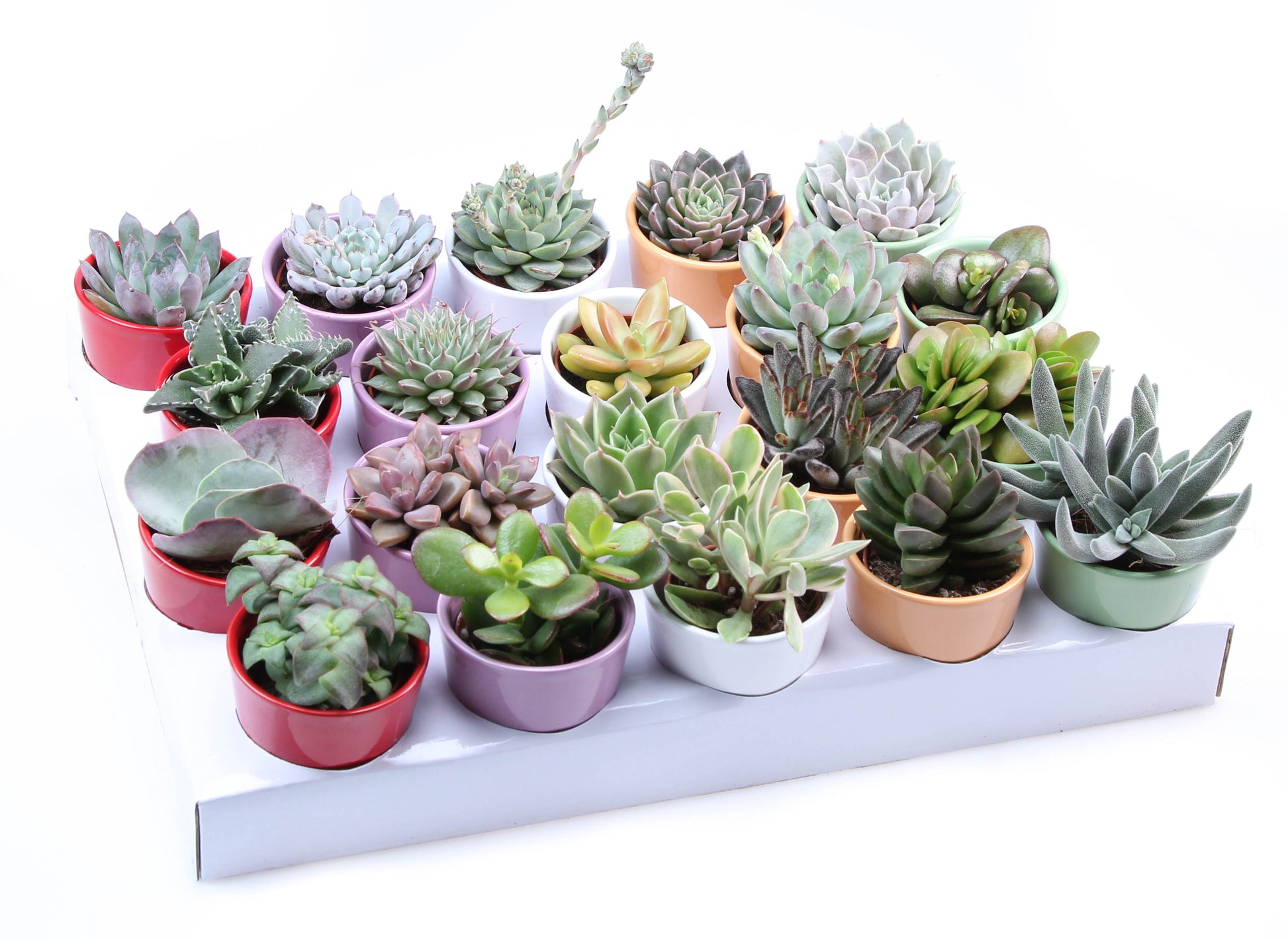 Euro Cactus Holland Bv Succulent kleurpot Pack of 20
