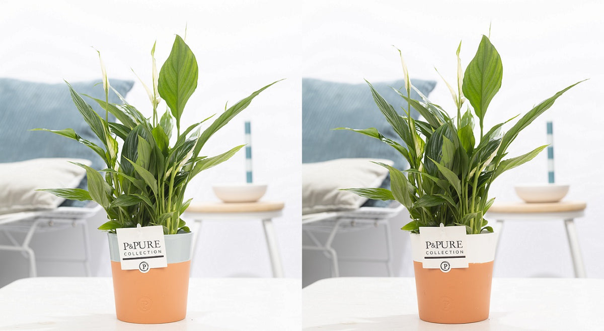 Spathiphyllum hybrid 35cm 12cm Pot