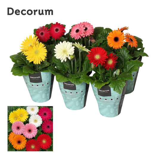 Gerbera mix 20cm 12cm Pot