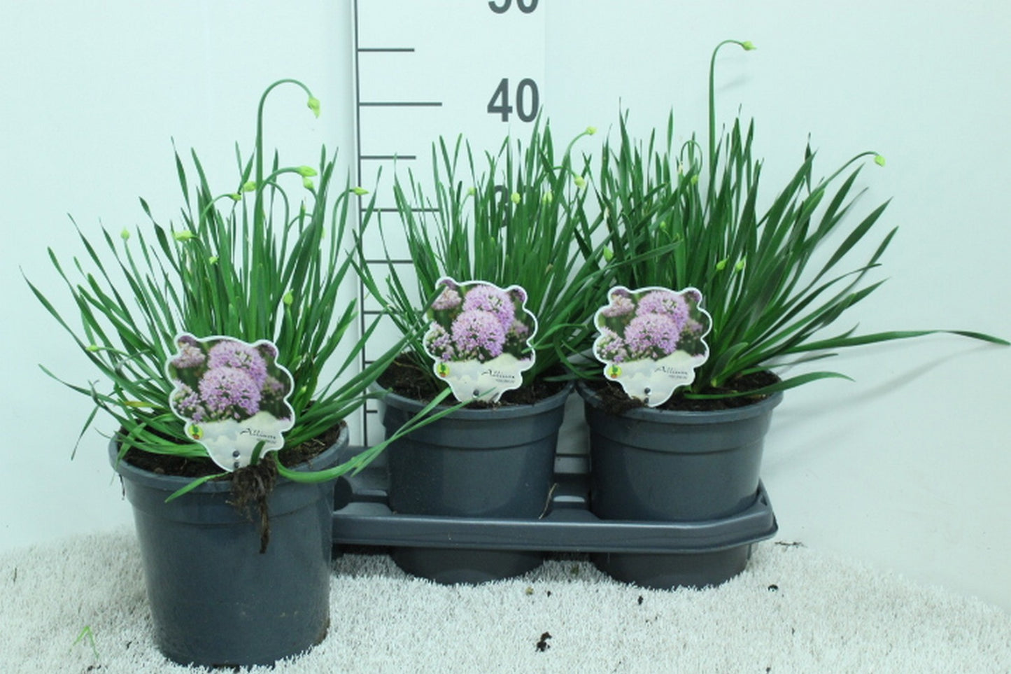 Allium Ivory Queen 40cm 19cm Pot