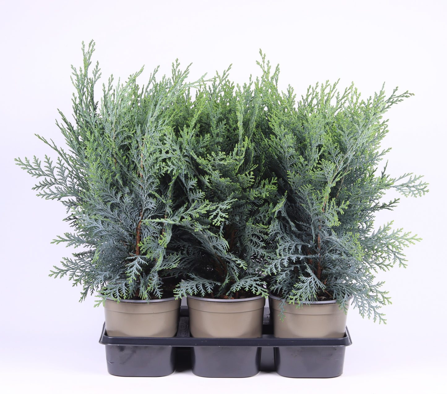 Chamaecyparis Pelt's Blue 35cm 15cm Pot