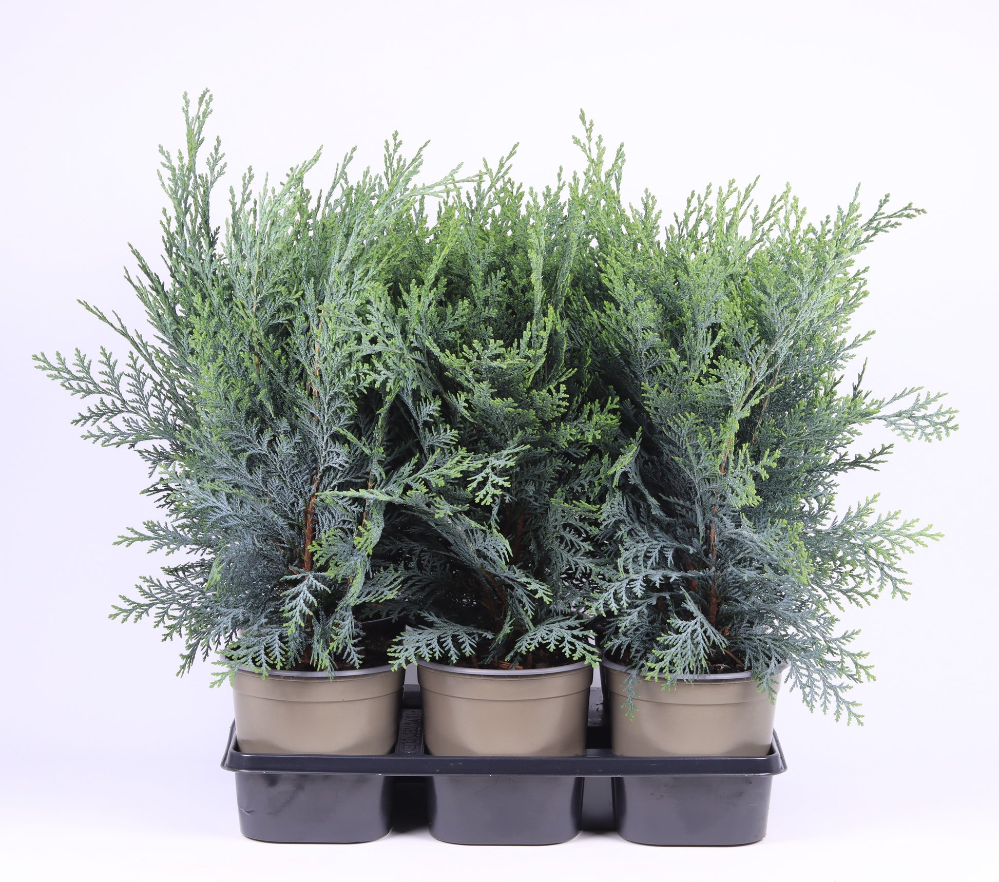 Chamaecyparis Pelt's Blue 35cm 15cm Pot