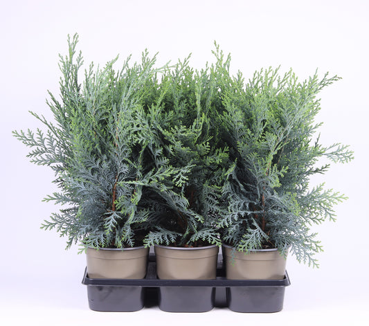 Chamaecyparis Pelt's Blue 35cm 15cm Pot