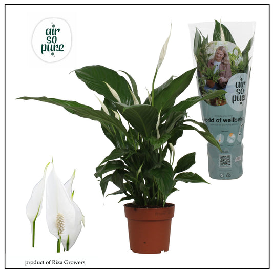 Spathiphyllum Sweet Chico 55cm 13cm Pot