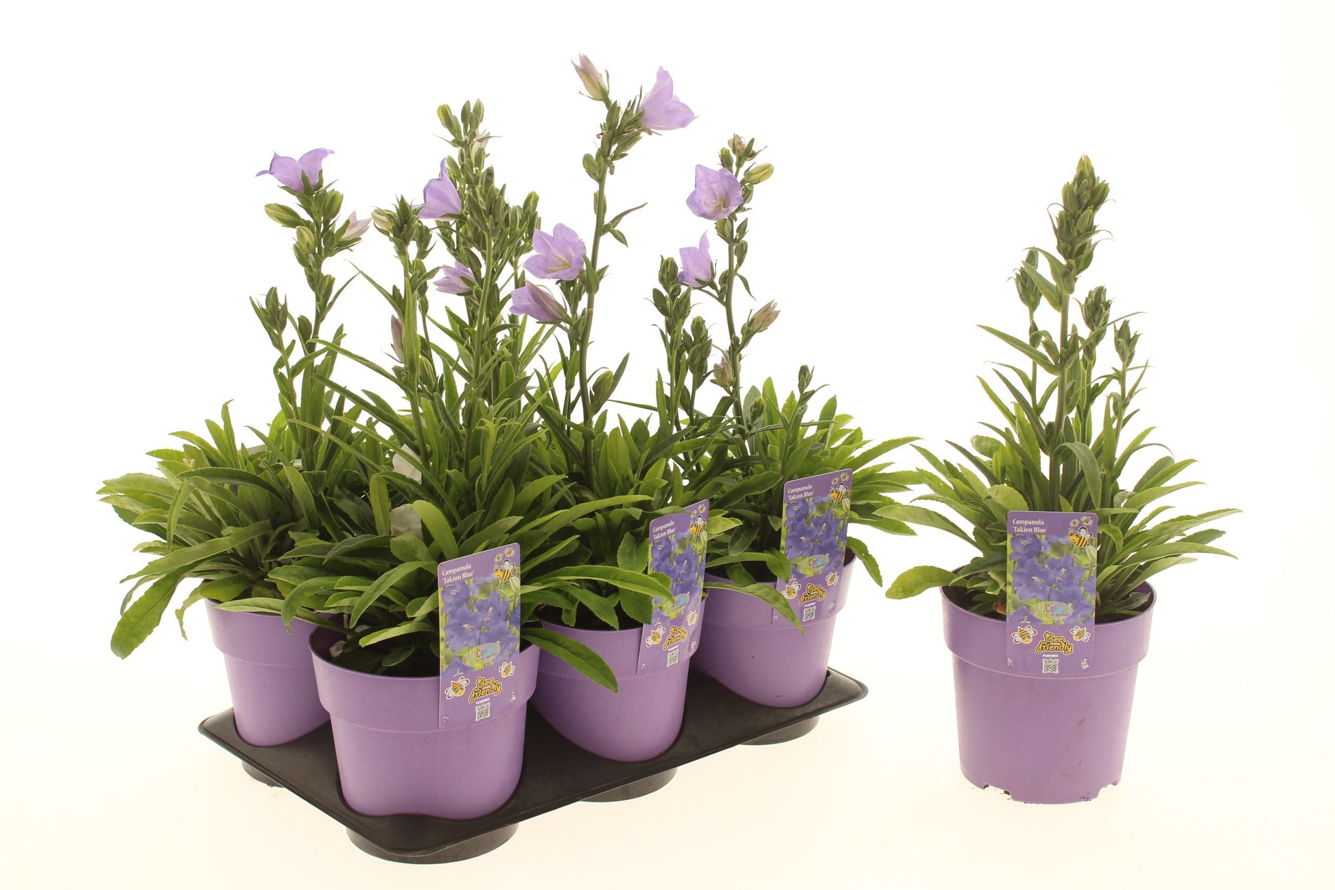 Campanula Takion Blue (perennial) 25cm 15cm Pot