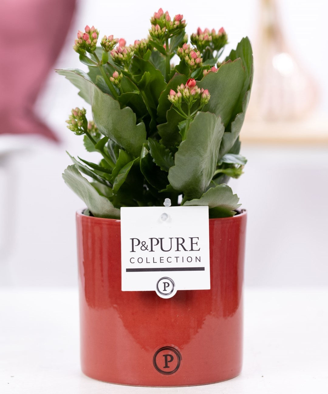 Kalanchoe Rosalina Amador Red 27cm 12cm Pot