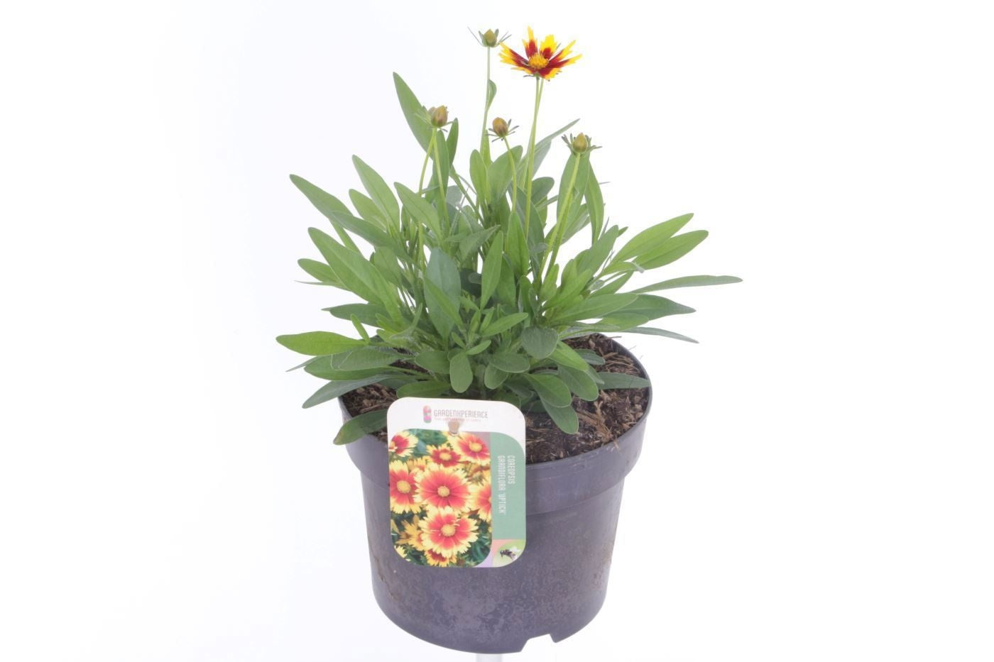 Coreopsis grandiflora 40cm 17cm Pot
