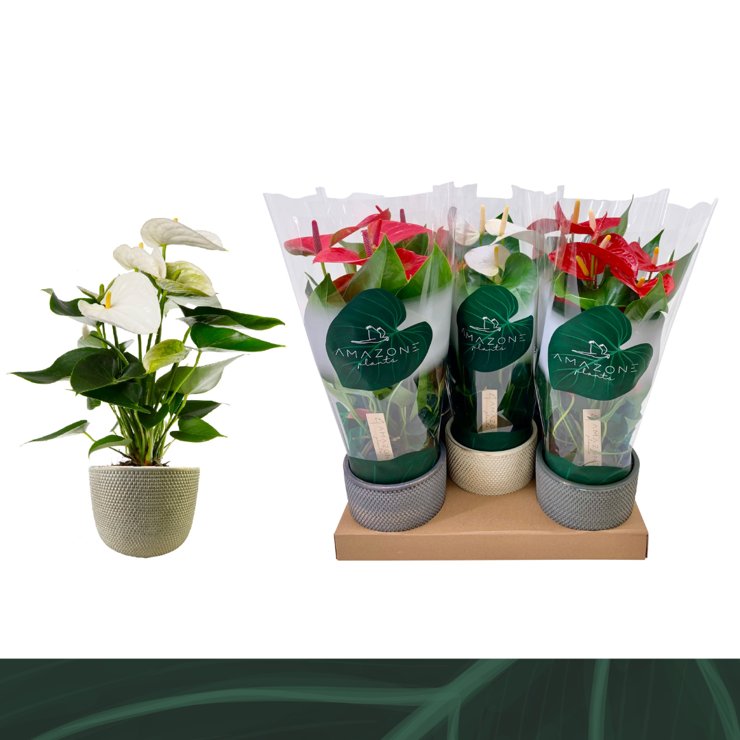 Anthurium mix (+ drp.ceramic) 40cm 12cm Pot