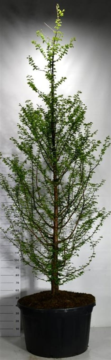 Metasequoia glyptostroboides 450cm 90cm Pot