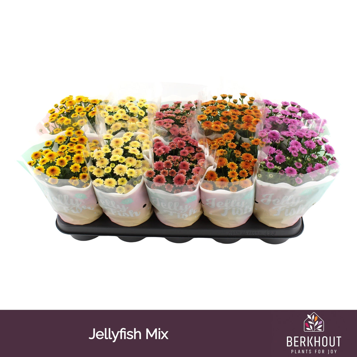 Chrysanthemum Jellyfish mix 26cm 12cm Pot