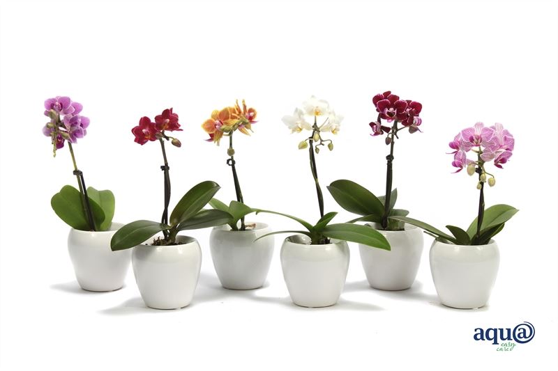 Phalaenopsis hybrid 17cm 6cm Pot