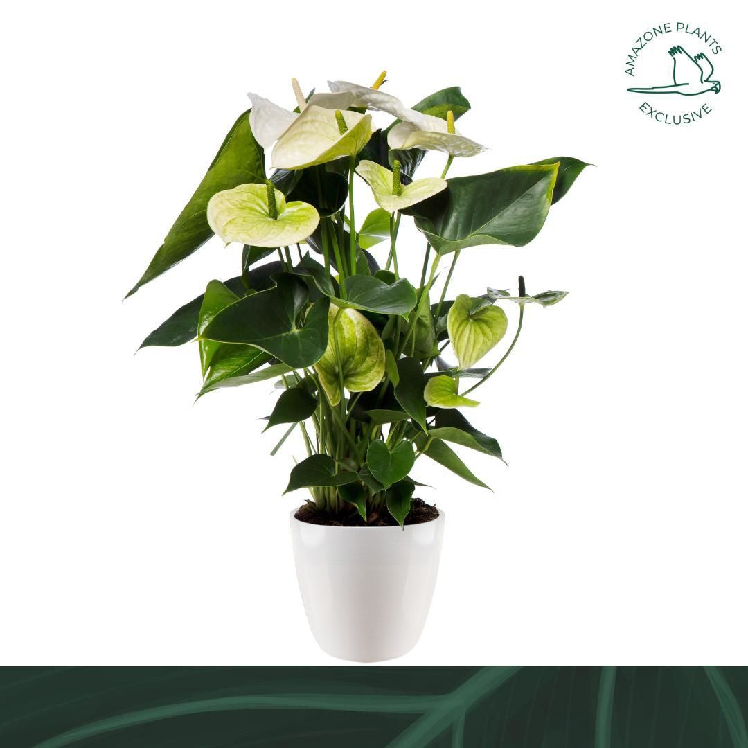 Amazoneplants BV Anthurium white (+ drp.ceramic) Pack of 3