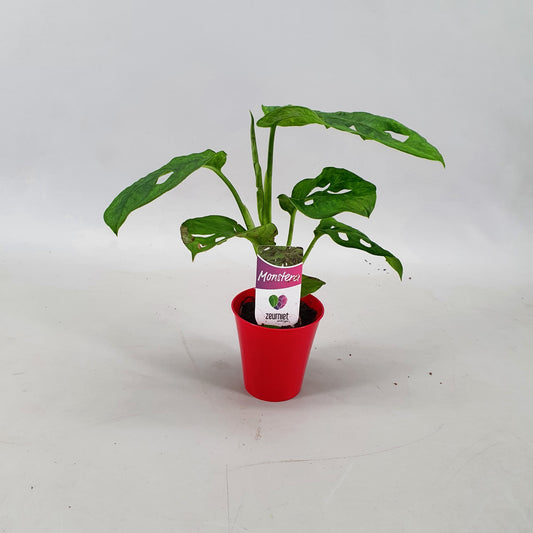 Monstera Monkey Leaf 25cm 6.5cm Pot